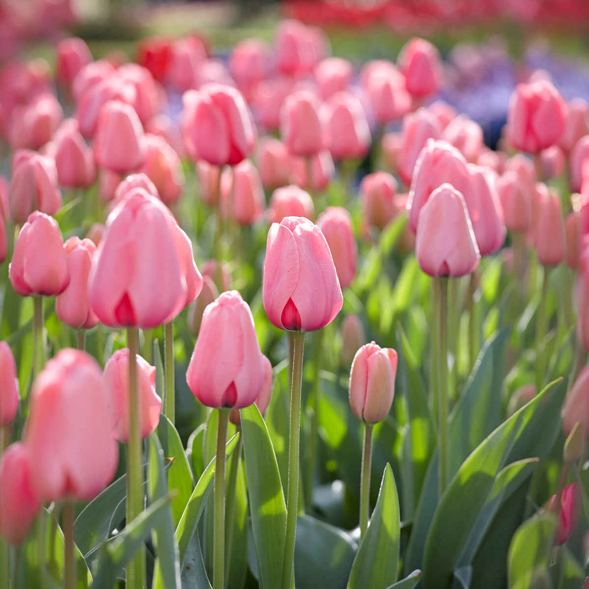 Tulipe Pink Impression - Tulipa Pink Impression - Willemse