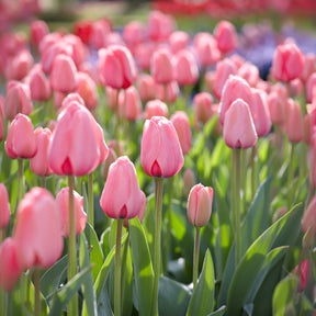 Tulipe Pink Impression - Tulipa Pink Impression - Willemse