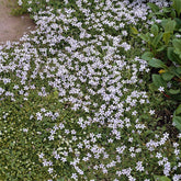 3 Étoiles bleues tapissantes - Willemse