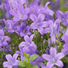 Campanule des murailles - Willemse