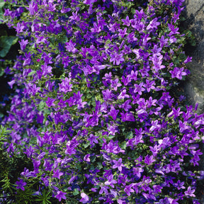 Vente Campanule des murailles - Campanula portenschlagiana