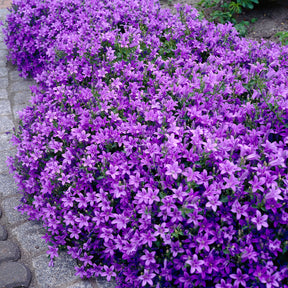 Campanule des murailles - Campanula portenschlagiana - Willemse