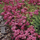 Sedum spurium Schorbuser - Willemse