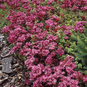 Sedum spurium Schorbuser - Willemse