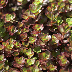 Sédums - Sedum spurium Schorbuser - Sedum spurium Schorbuser Blut