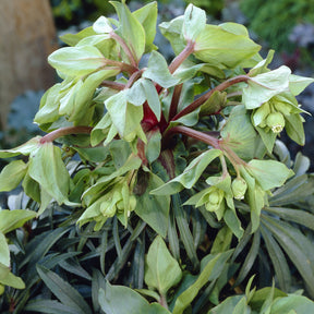 Helleborus foetidus Wester Flisk - Hellébore fétide Wester Flisk - Hellébores