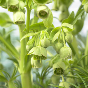Hellébores - Hellébore fétide Wester Flisk - Helleborus foetidus Wester Flisk