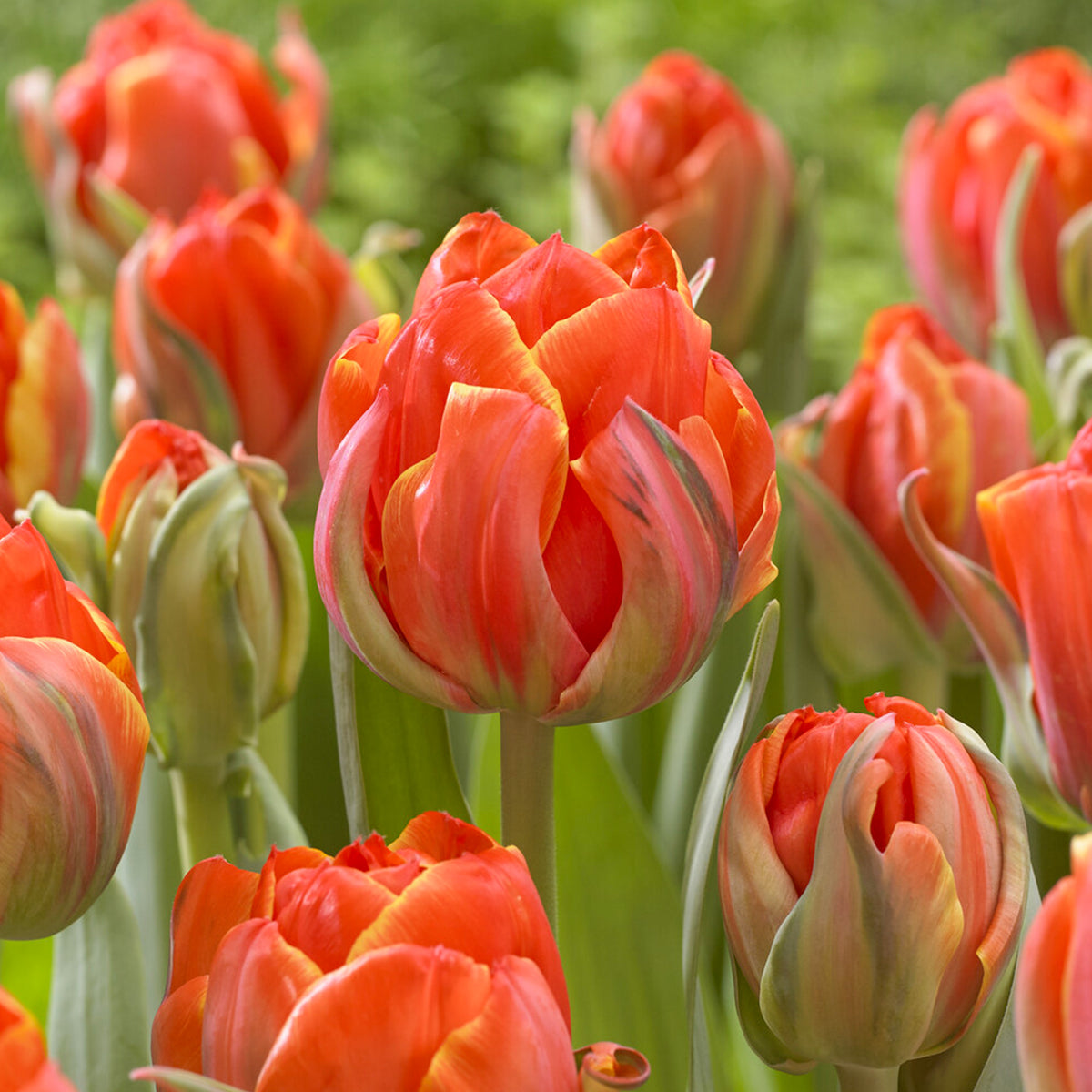 7 Tulipes doubles  Queensday - Willemse
