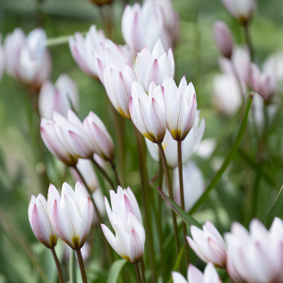 10 Tulipes botaniques Hilde - Tulipa botanical Hilde - Willemse