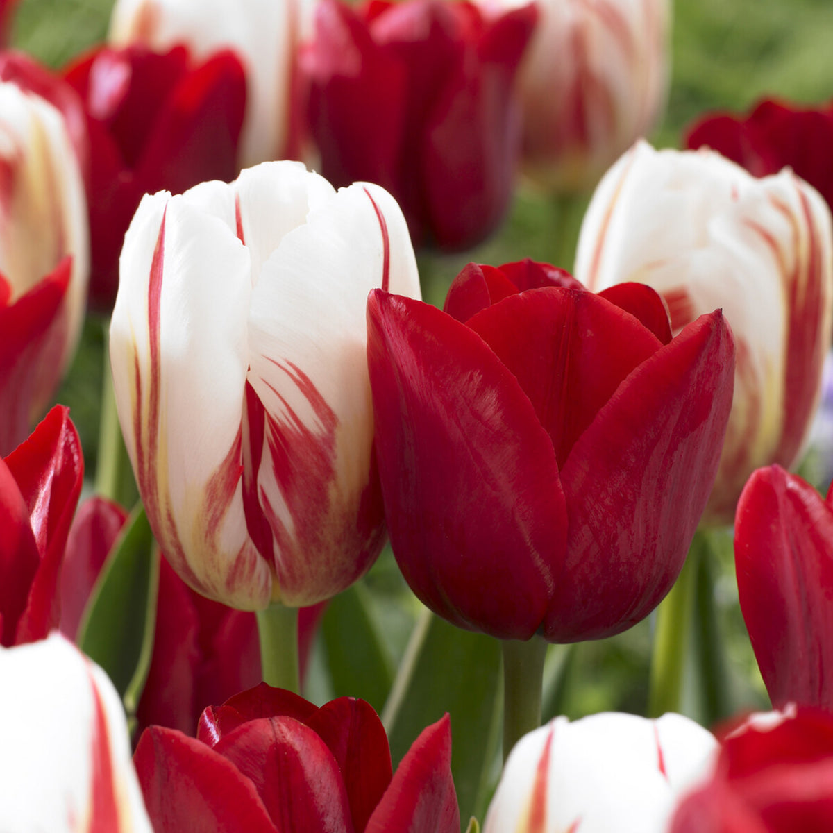 8 Tulipes Love Circle - Willemse