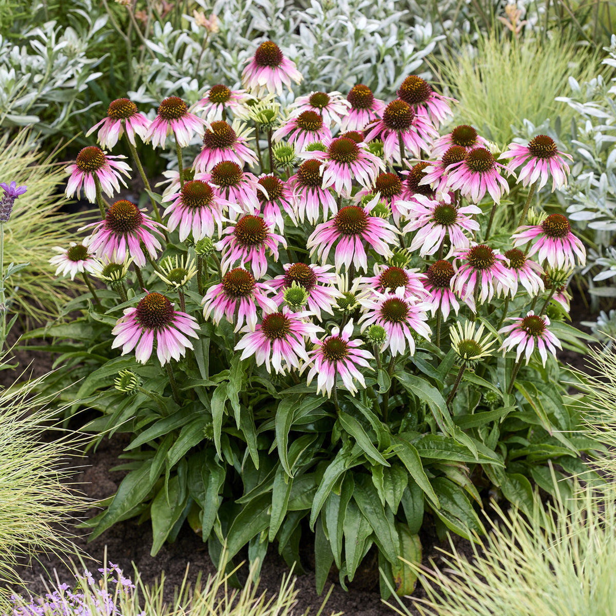 Echinacéa special white purple - Willemse