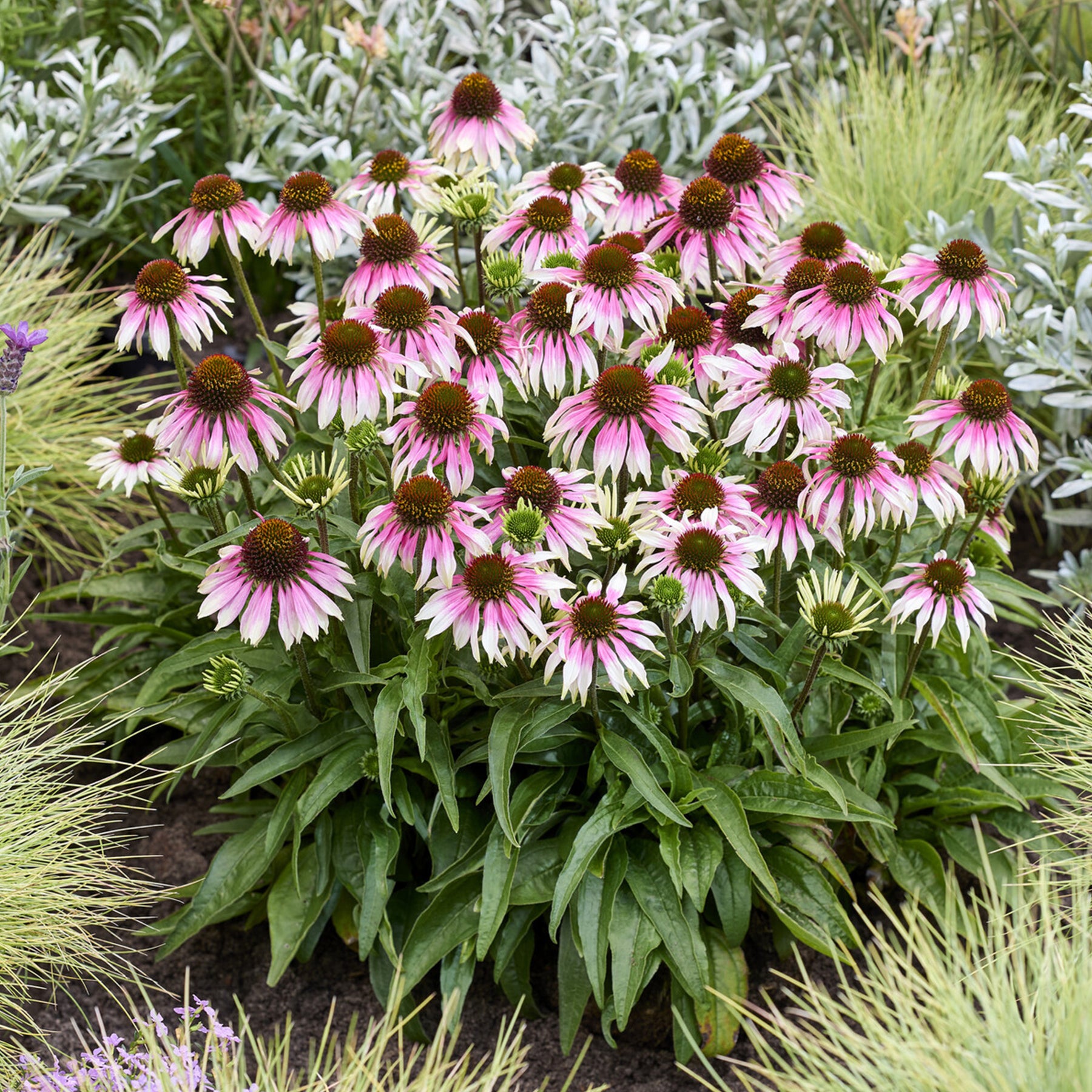 Echinacéa special white purple - Willemse