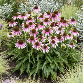 Echinacéa special white purple - Willemse