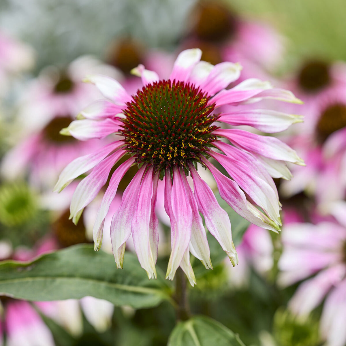 Echinacéa special white purple - Echinacea special withe purple - Willemse