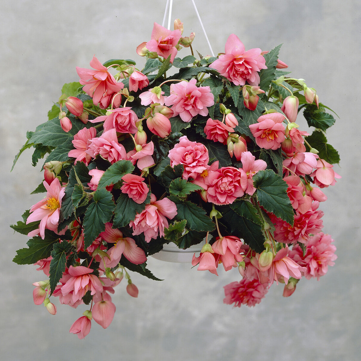 Bégonia retombant rose - Willemse