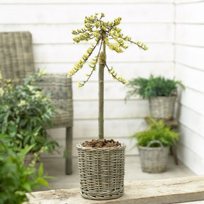 Saule nain chatons jaune sur tige - Willemse