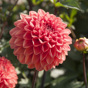 Dahlia Blitzer - Willemse