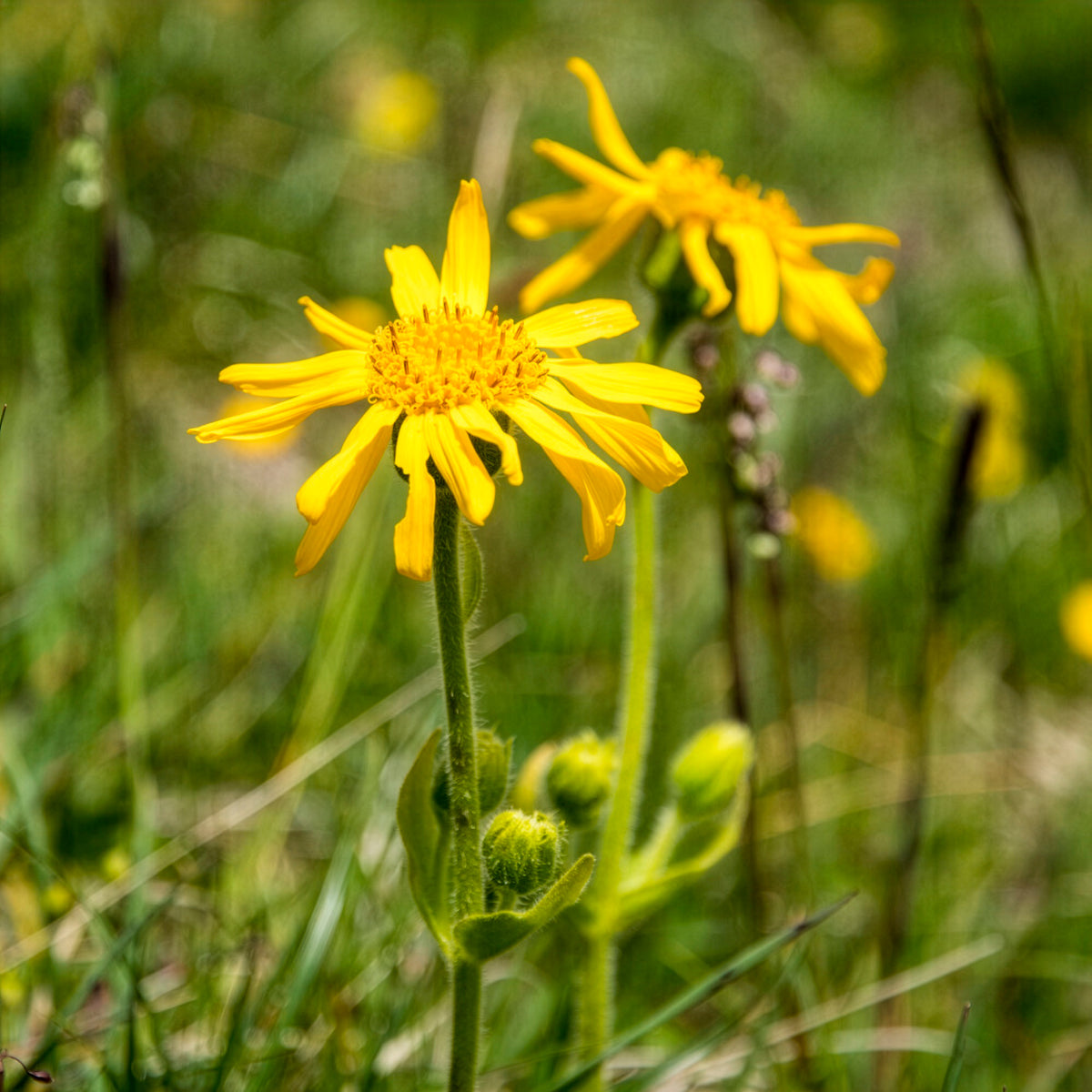 Arnica des montagnes - Arnica montana - Willemse