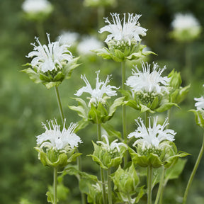 Monarda schneewittchen - Monarde Schneewittchen - Monarde