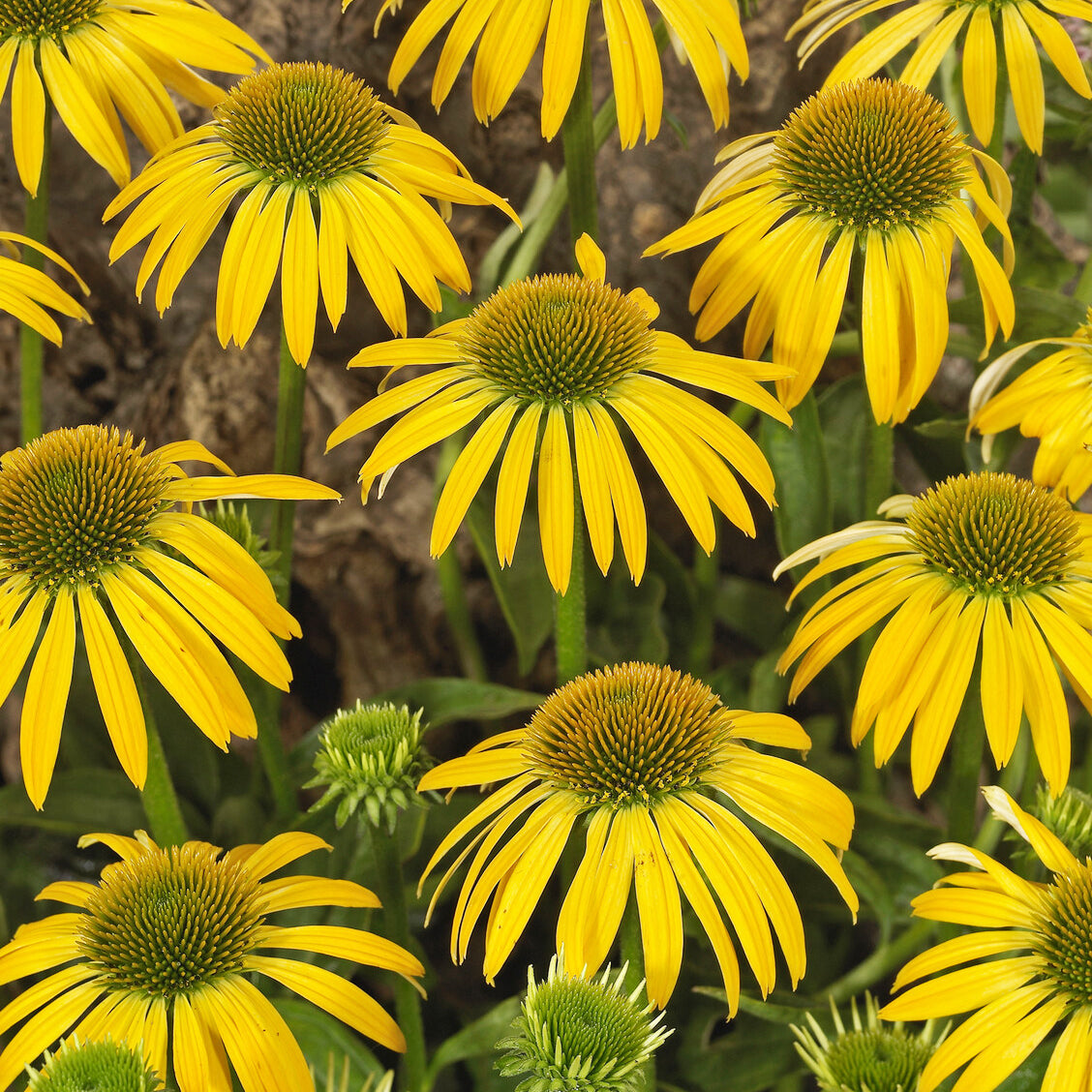 Echinacea purpurea Harvest moon - Rudbeckia pourpre Harvest Moon - Echinacea - Échinacée - Echinacea