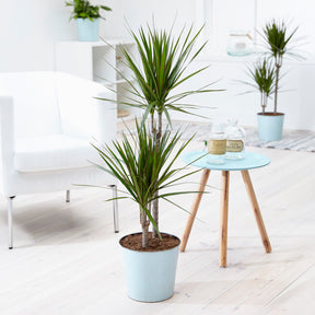 Dracaena marginata - Dracaena marginata - Willemse