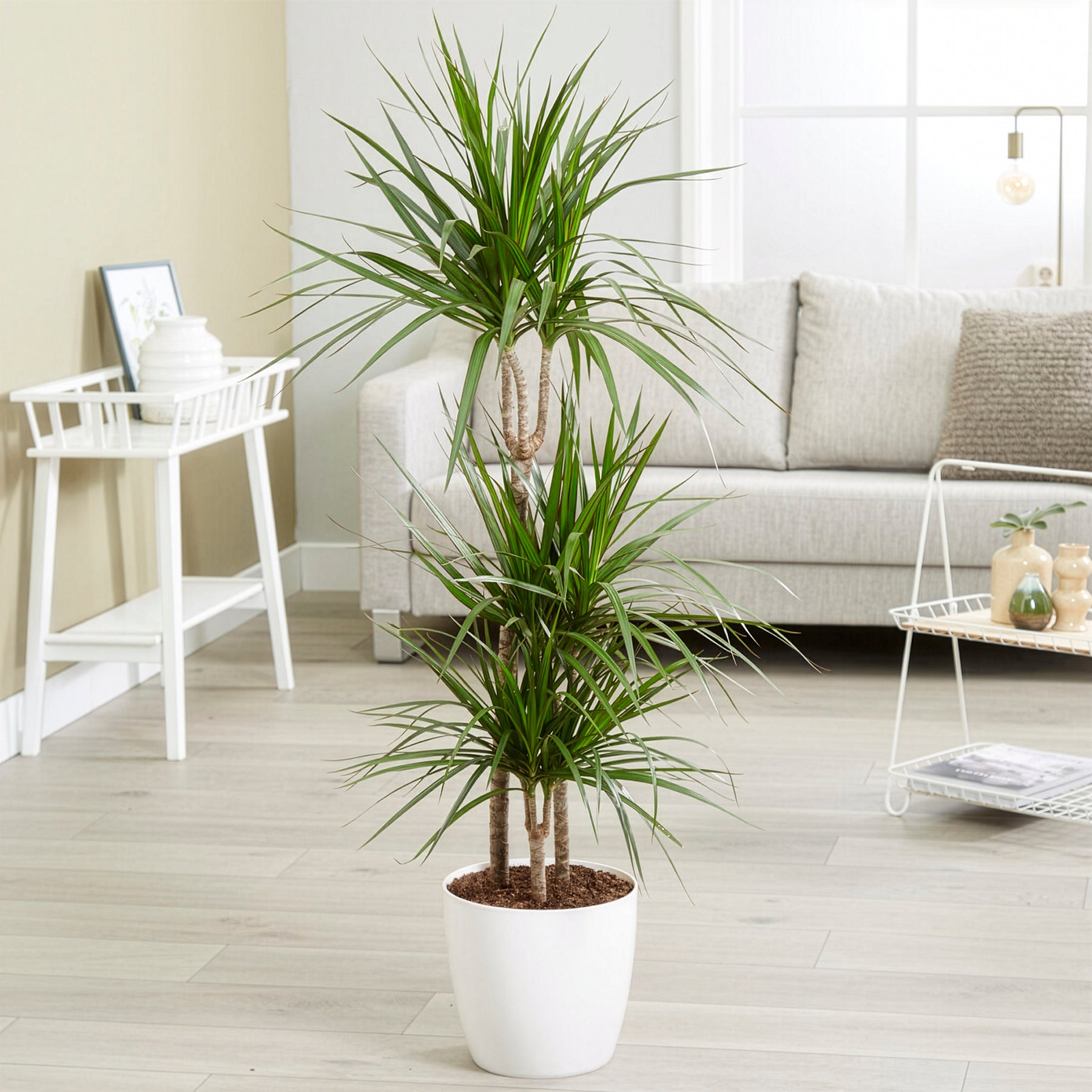 Dracaena marginata