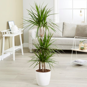 Dracaena marginata
