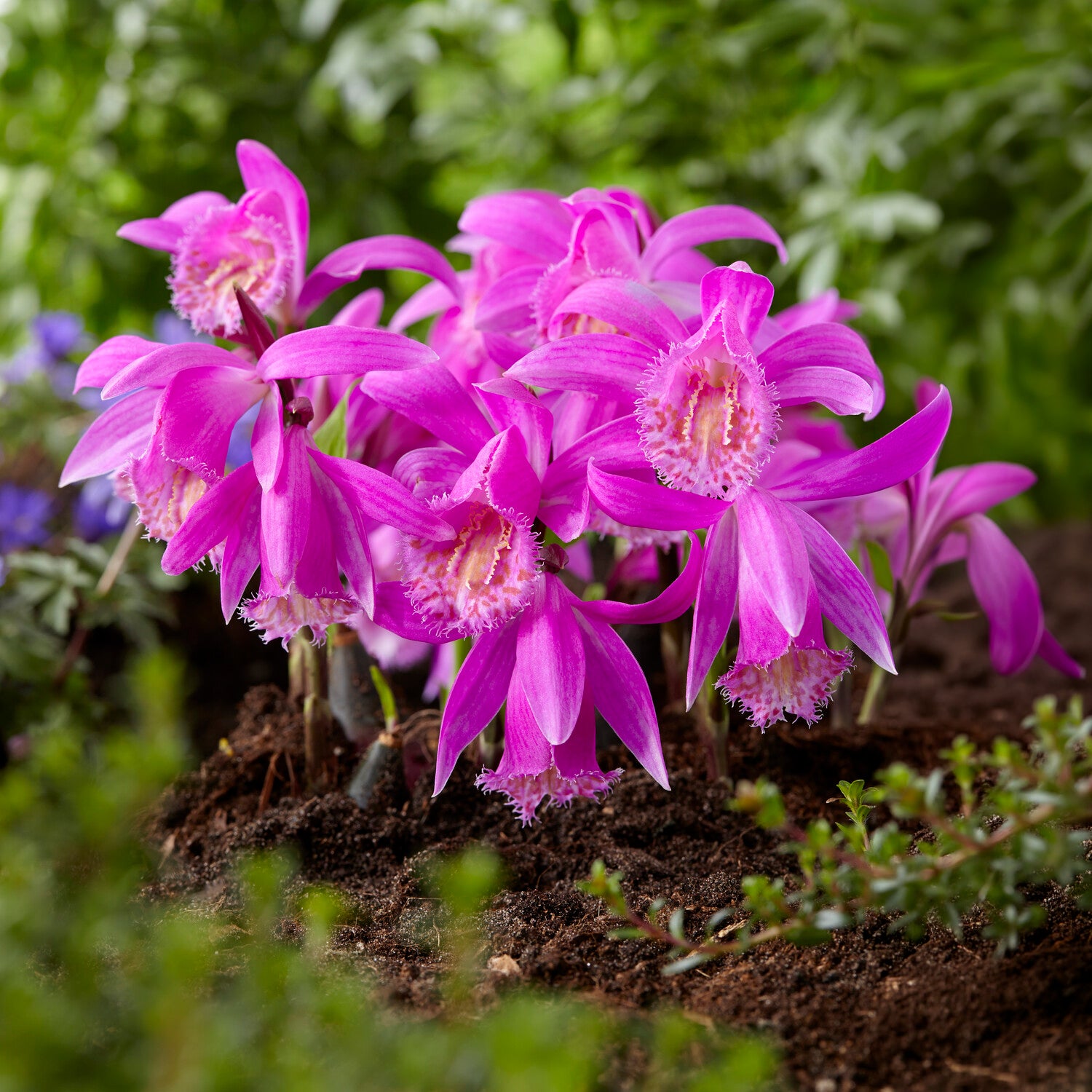 Bulbes à fleurs originaux - Orchidée de jardin rose - Pleione tongariro