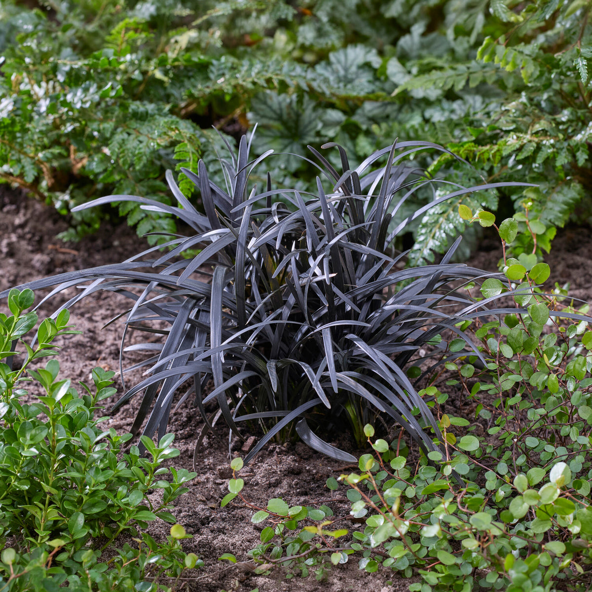 Ophiopogon noir Niger - Willemse