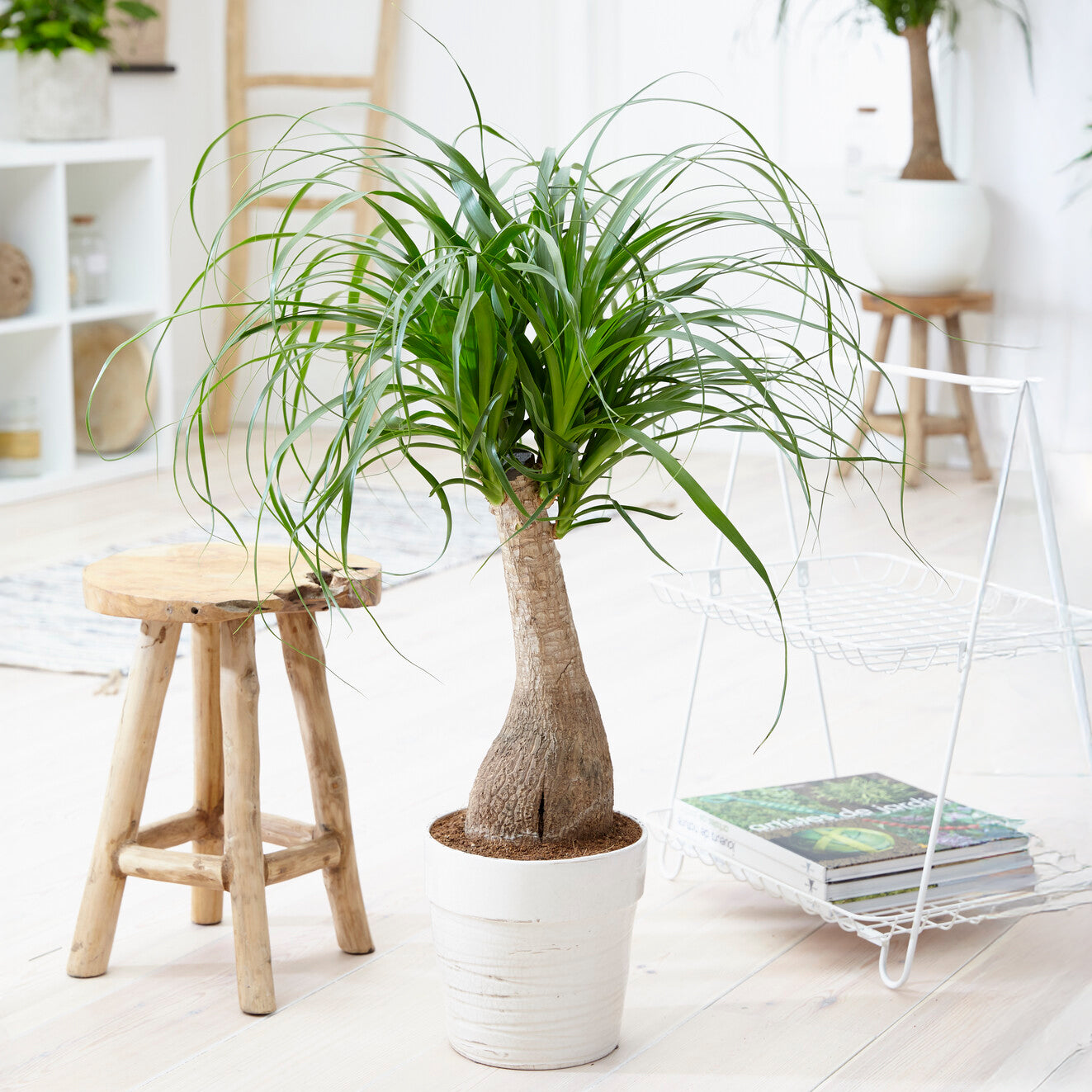 Beaucarnea recurvata - Pied d'éléphant - Plantes vertes