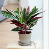 Calathea 'Triostar'