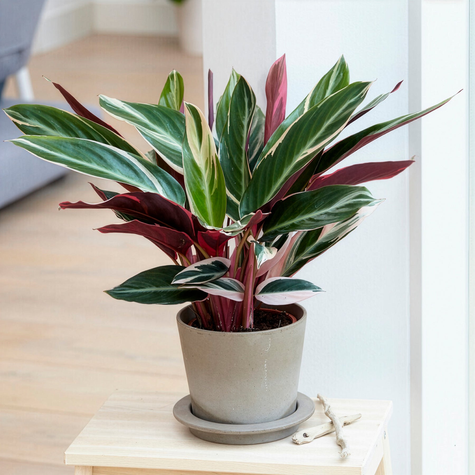 Calathea 'Triostar'