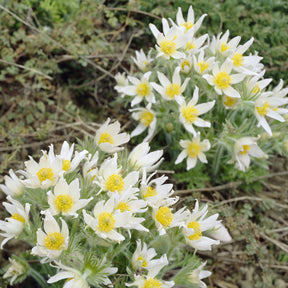 Pulsatilla vulgaris alba - Anémone pulsatilles blanche - Fleurs vivaces