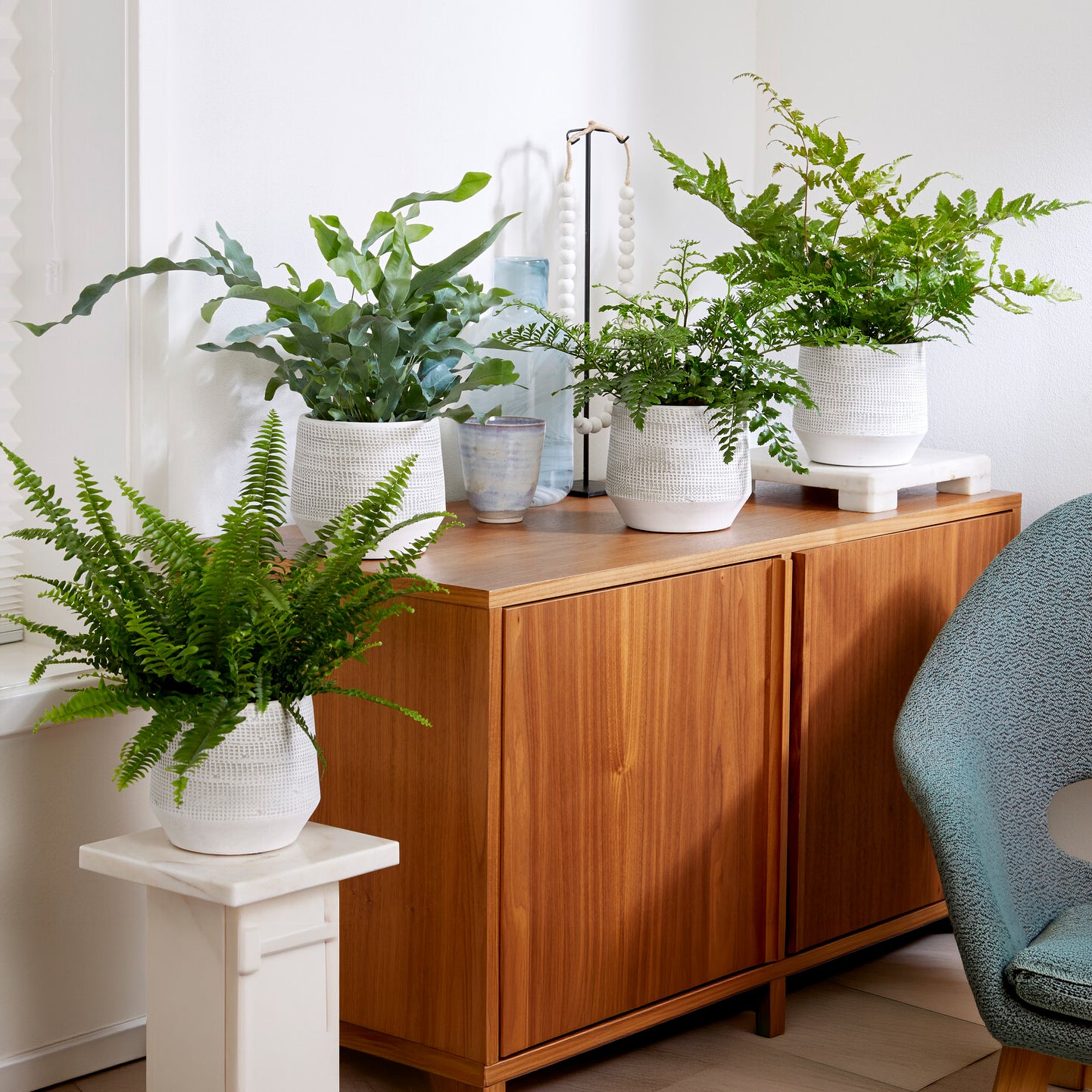 Collection de 4 plantes dépolluantes