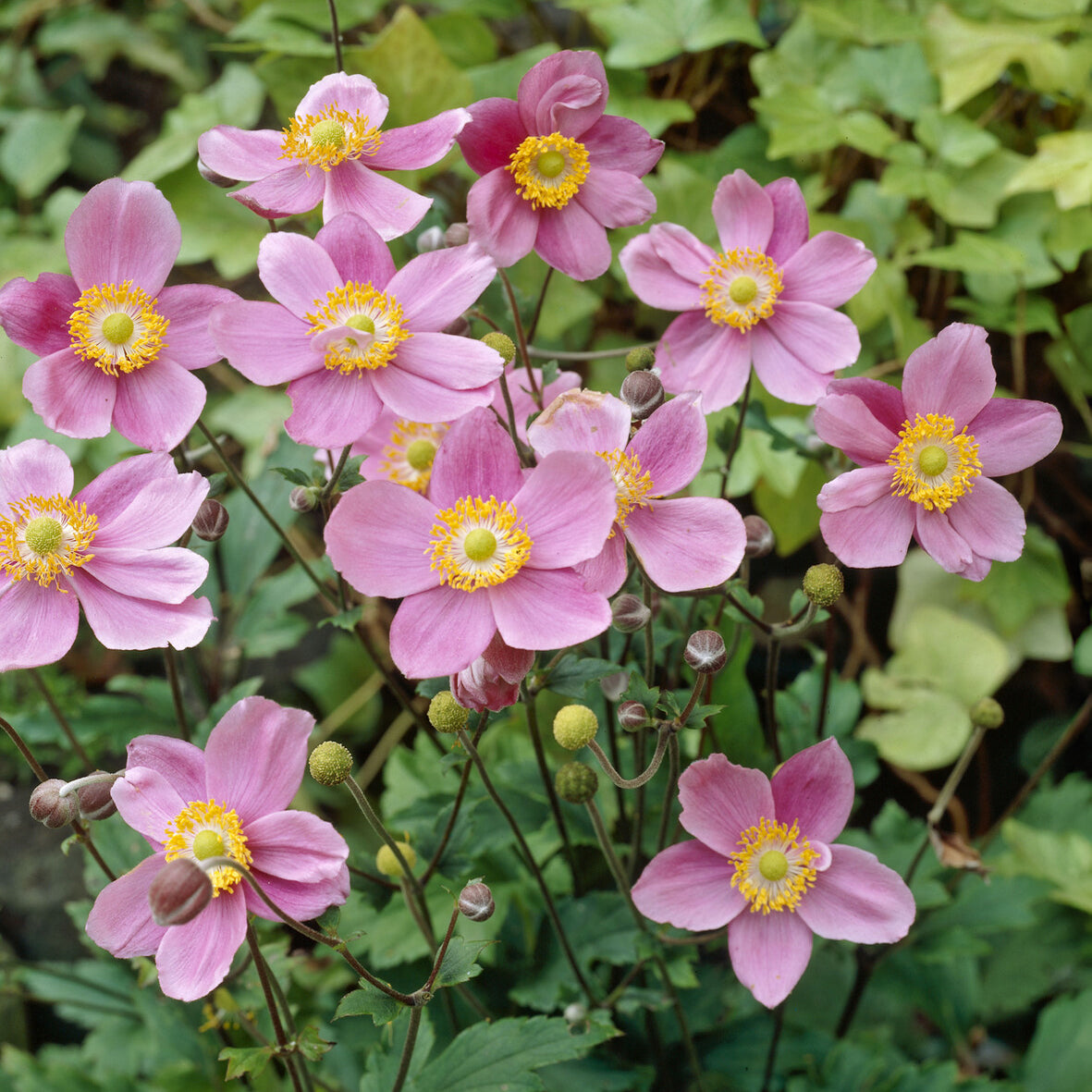 Anémone japonaise September Charm - Anemone hupehensis 'september charm' - Willemse