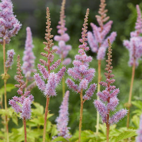 Astilbe de Chine Pumila - Willemse