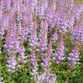 Astilbe chinensis Pumila - Astilbe de Chine Pumila - Astilbe