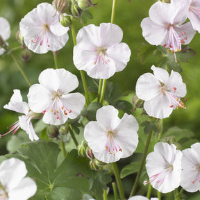 Vente Géranium vivace Biokovo - Geranium cantabrigiense Biokovo