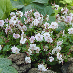 Géraniums vivaces - Géranium vivace Biokovo - Geranium cantabrigiense Biokovo