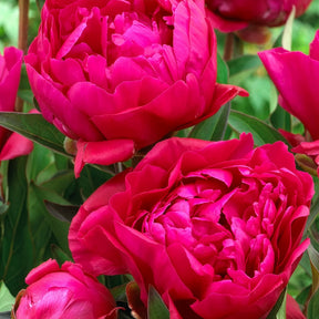 Paeonia lactiflora Sorbet, Karl Rosenfield - Duo de Pivoines rouge et rose  - Pivoines