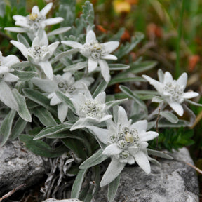 Edelweiss des Alpes - Willemse