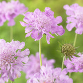 Scabieuse colombaire Pink Mist - Willemse