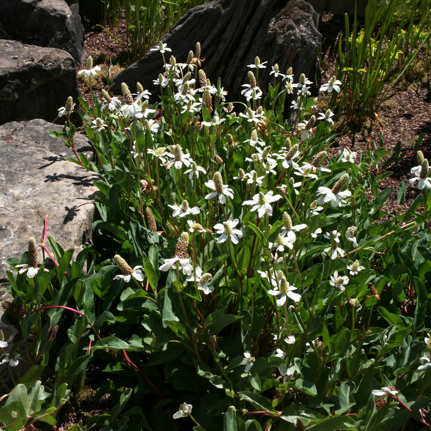 Vente Anémopsis de Californie - Anemopsis californica