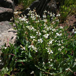 Vente Anémopsis de Californie - Anemopsis californica