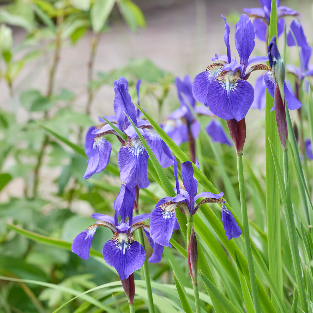 Iris de Sibérie - Iris sibirica - Willemse