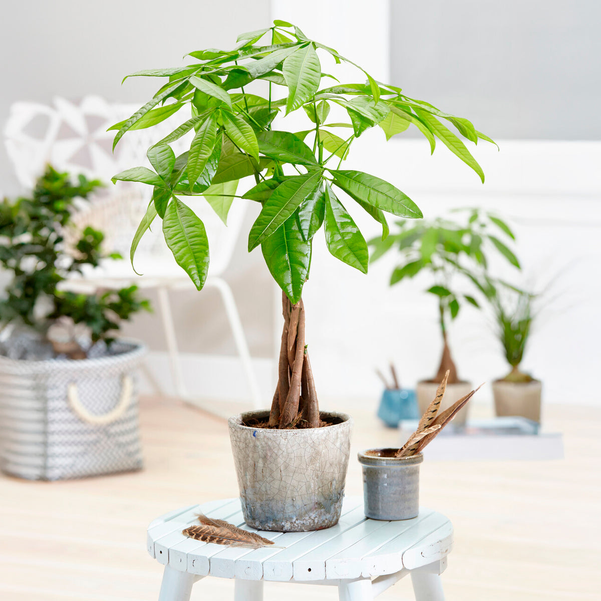 Châtaignier de Guyane - Willemse