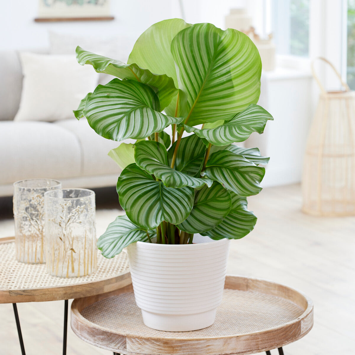 Vente Calathea orbifolia - Calathea orbifolia