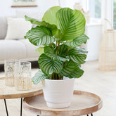 Calathea orbifolia - Willemse