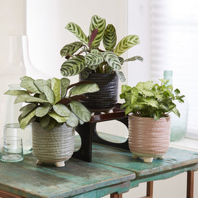 Collection de 3 plantes d'intérieur à feuillage marbré - Willemse
