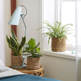 Collection de 3 plantes vertes pour petit espace - Willemse